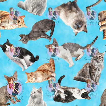 AUGUST Pre-Order (1): Cats Blue