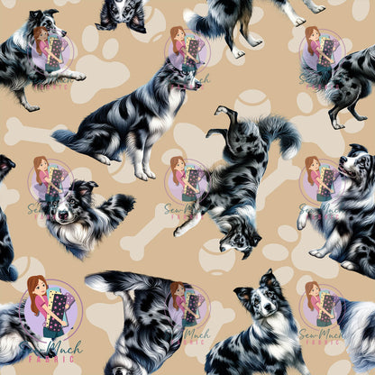 AUGUST Pre-Order (2): Blue Merle Border Collie Beige