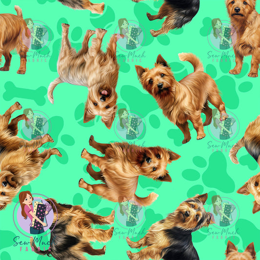 Australian Terrier 1 | Pre-Order |