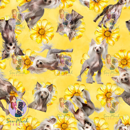 Chinese Crested 2 | Pre-Order |