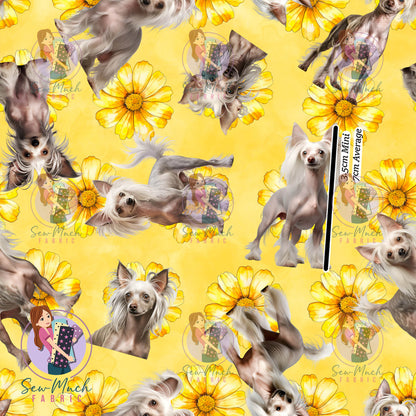 Chinese Crested 2 | Pre-Order |