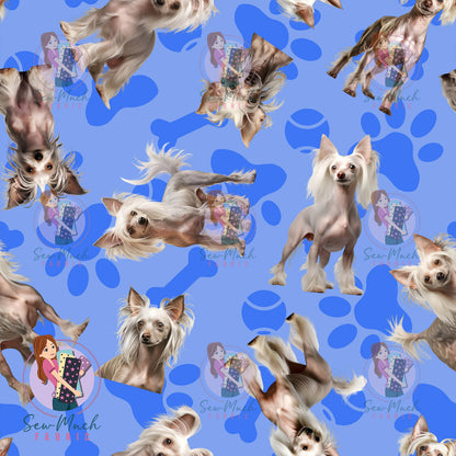 Chinese Crested 1 | Pre-Order |