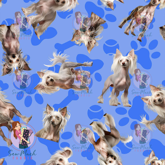 Chinese Crested 1 | Pre-Order |