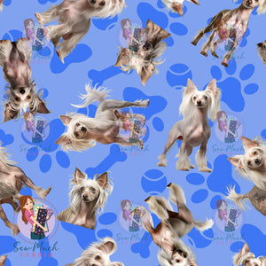 Chinese Crested 1 | Pre-Order |
