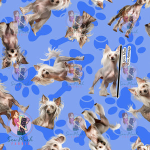 Chinese Crested 1 | Pre-Order |