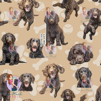 Curly Coated Retriever | Pre-Order |