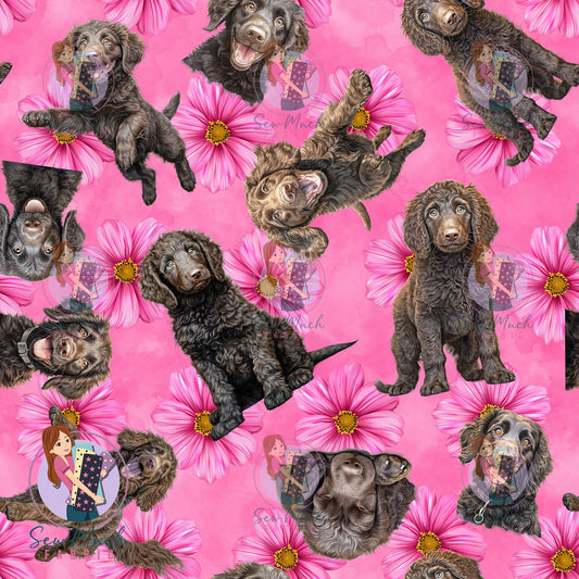 Curly Coated Retriever 2 | Pre-Order |