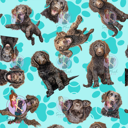 Curly Coated Retriever 1 | Pre-Order |