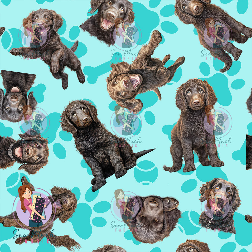 Curly Coated Retriever 1 | Pre-Order |