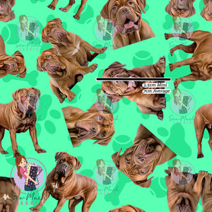 Dogue De Bordeaux 1 | Pre-Order |
