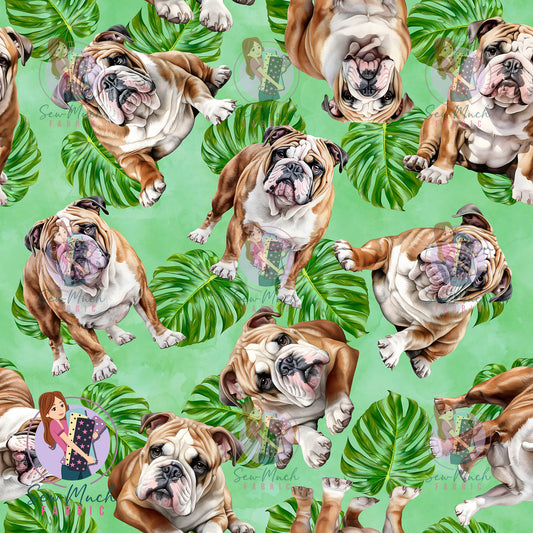 English Bulldog 2 | Pre-Order |