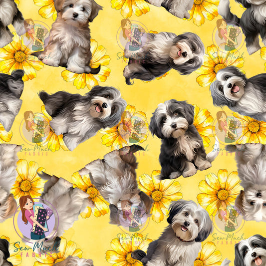Havanese 2 | Pre-Order |