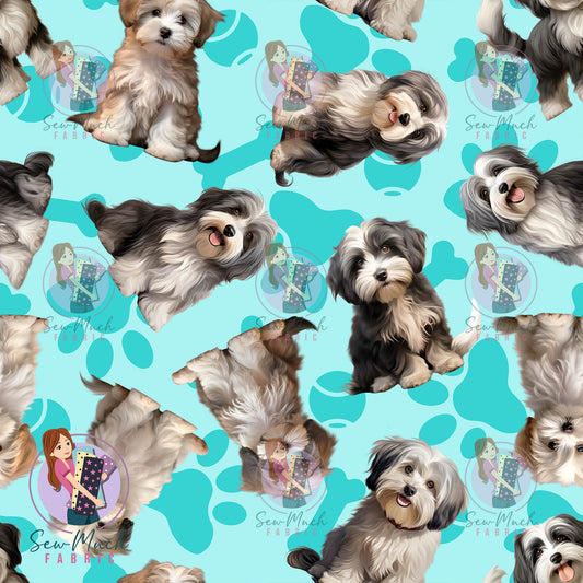 Havanese 1 | Pre-Order |