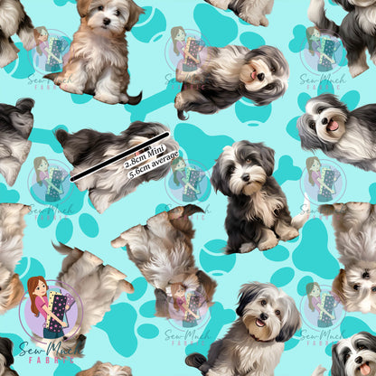 Havanese 1 | Pre-Order |