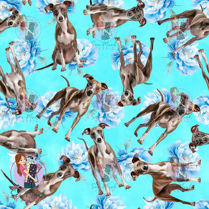 Italian Greyhound 2 | Pre-Order |