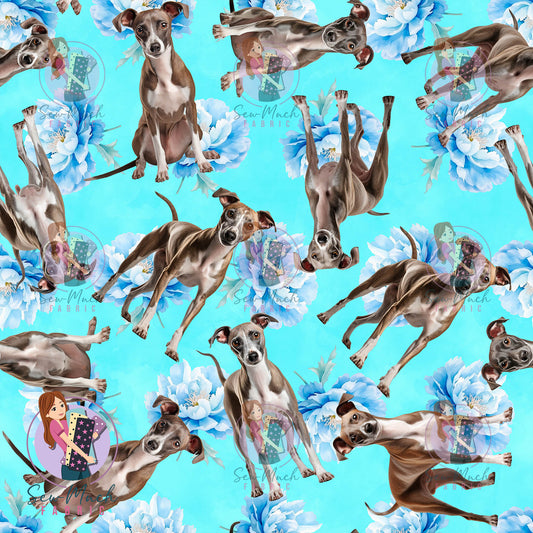 Italian Greyhound 2 | Pre-Order |