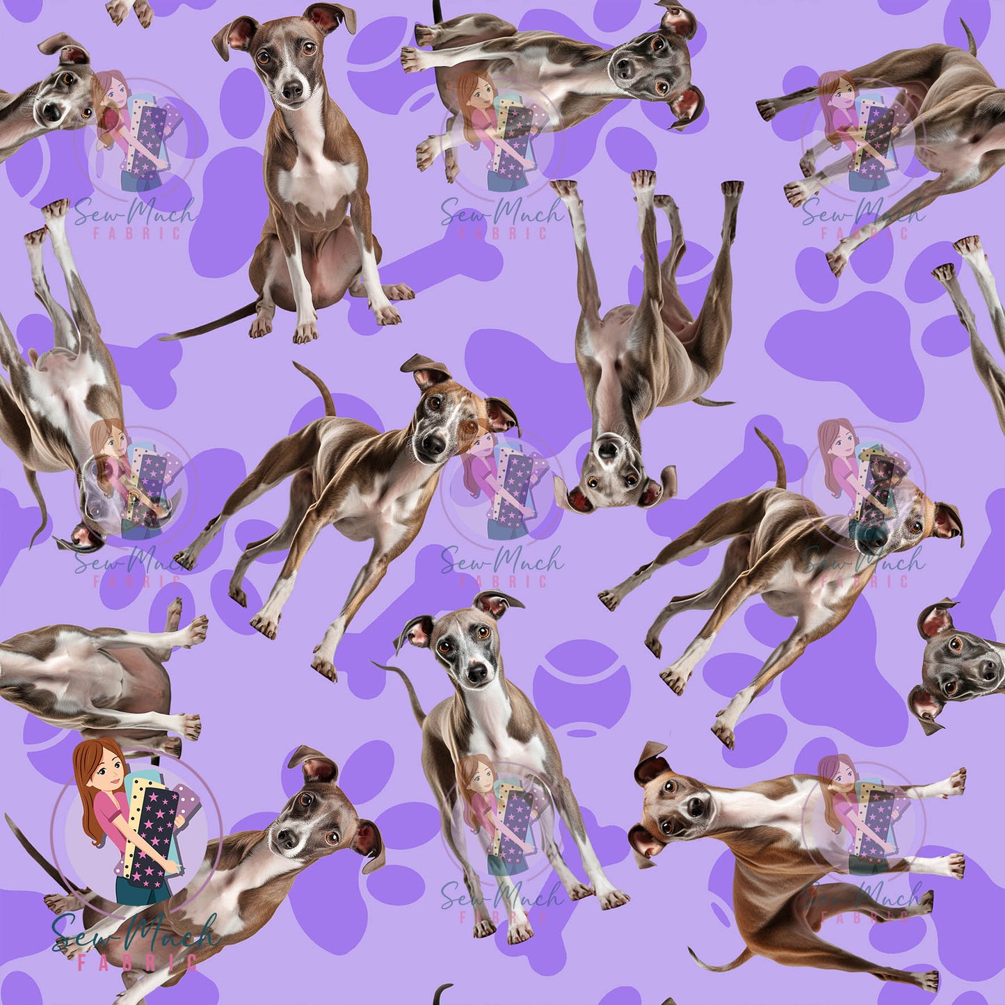 Italian Greyhound 1 | Pre-Order |
