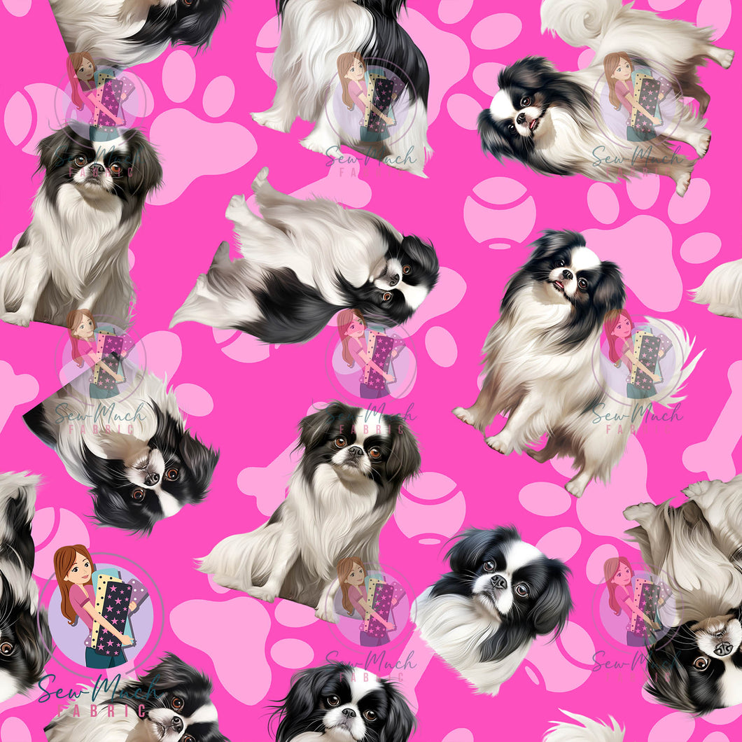 Japanese Chin 1 | Pre-Order |