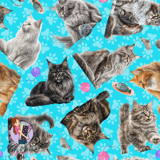 Maine Coon Cat | Pre-Order |