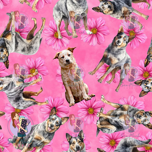 Australian Cattle Dog 1 | Pre-Order |