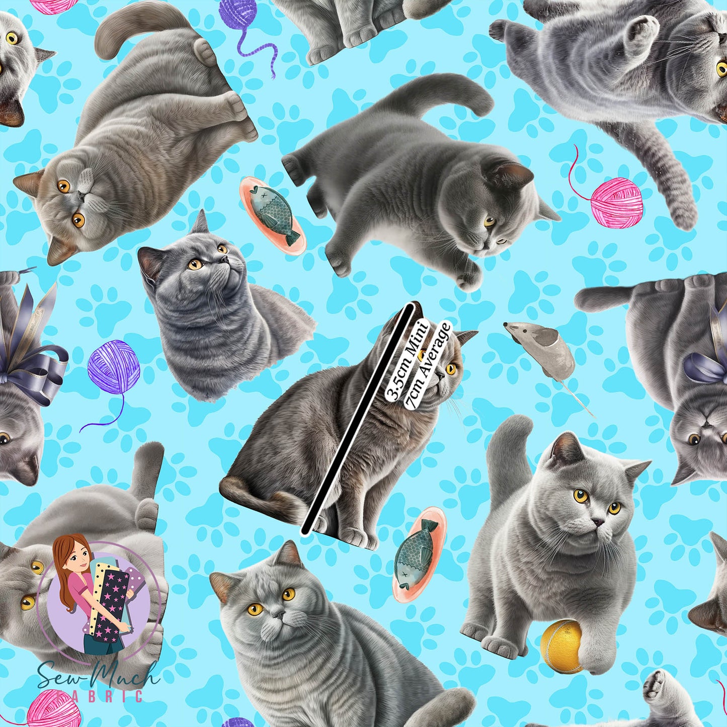 British Shorthair Cat | Pre-Order |