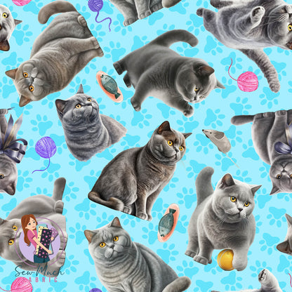 British Shorthair Cat | Pre-Order |