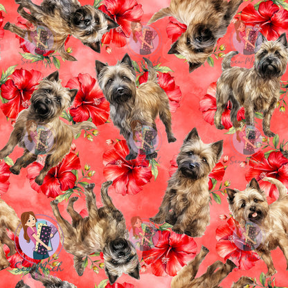 Cairn Terrier 2 | Pre-Order |