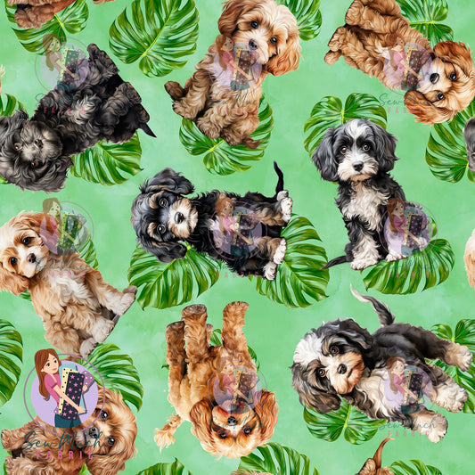Cavoodle 2 | Pre-Order |
