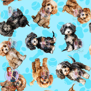 Cavoodle 1 | Pre-Order |