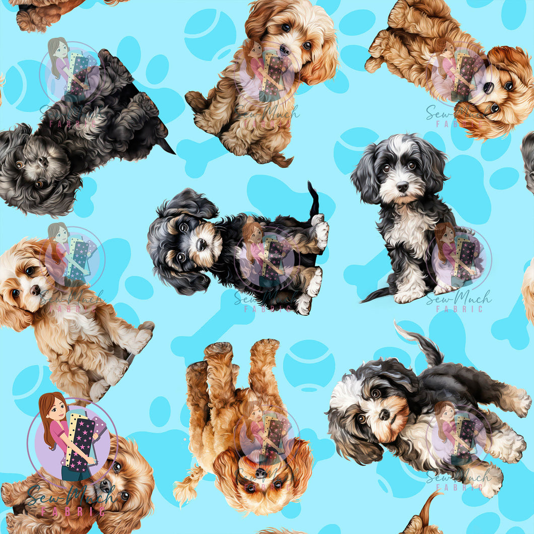 Cavoodle 1 | Pre-Order |
