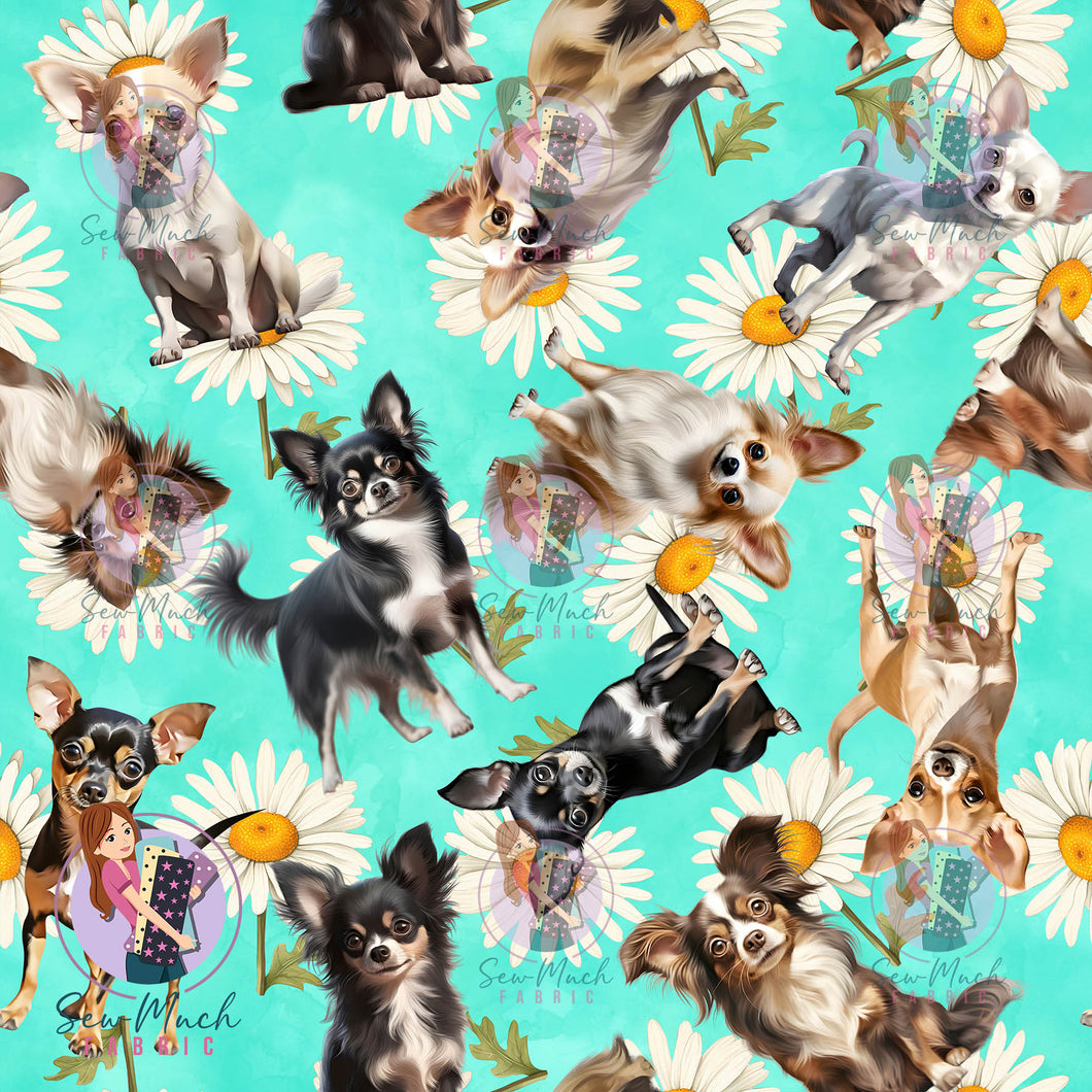 Chihuahua 2 | Pre-Order |