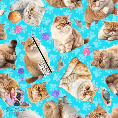 Exotic Shorthair Cat | Pre-Order |