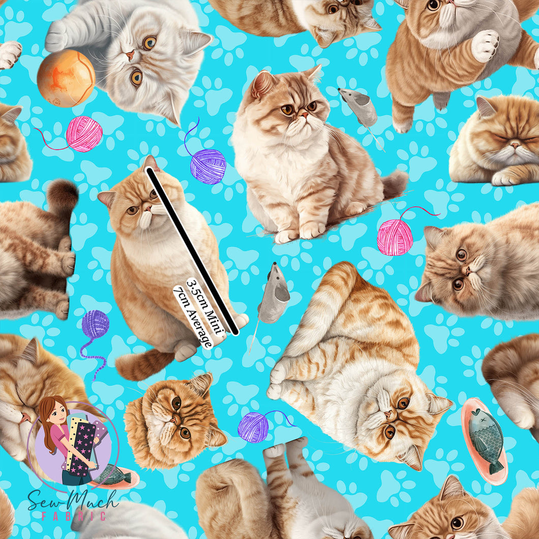 Exotic Shorthair | Woven | Retail | Average Scale