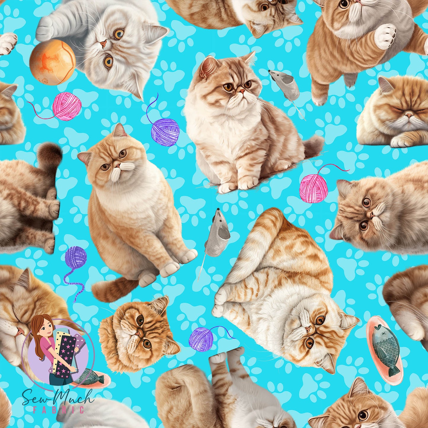 Exotic Shorthair Cat | Pre-Order |