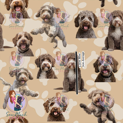Lagotto Romagnolo | Pre-Order |