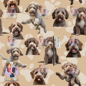 Lagotto Romagnolo | Pre-Order |