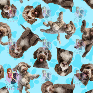 Lagotto Romagnolo 1 | Pre-Order |