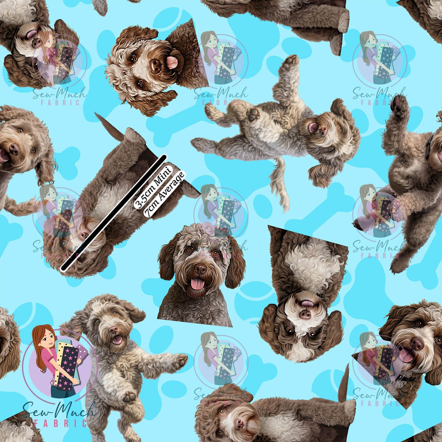 Lagotto Romagnolo 1 | Pre-Order |