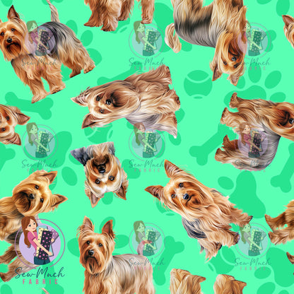 Silkie Terrier 1 | Pre-Order |