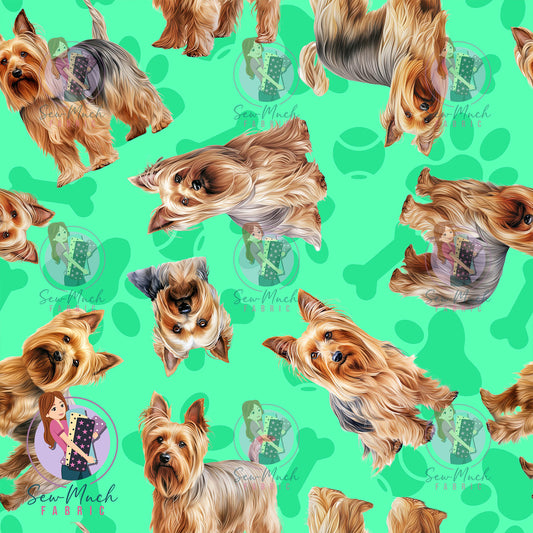 Silkie Terrier 1 | Pre-Order |
