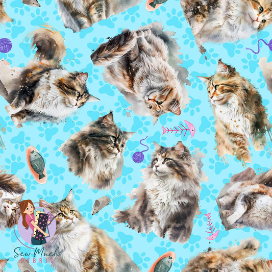 Norwegian forest cat | Pre-Order |