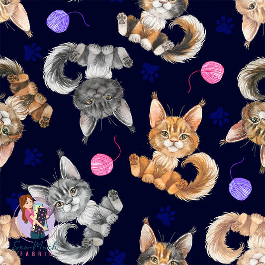 Maine Coon (3) | Pre-Order |